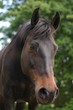 curious pony