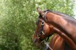 horse looking back
