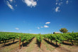 Photo: vineyard landscape vineyard landscape