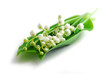 lily-of-the-valley on white