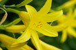 yellow lily
