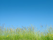 grass on sky