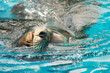 schwimmender seelöwe