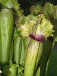 sarracenia