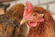 red-haired chicken