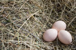 egg chicken