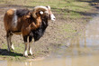 mouflon allant s'abreuver