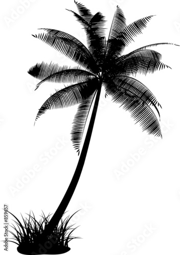 Illustration: palm tree palm tree