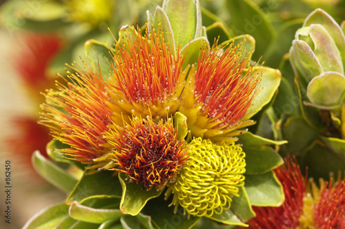Foto: protea protea