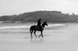 cheval n&b cheval n&b