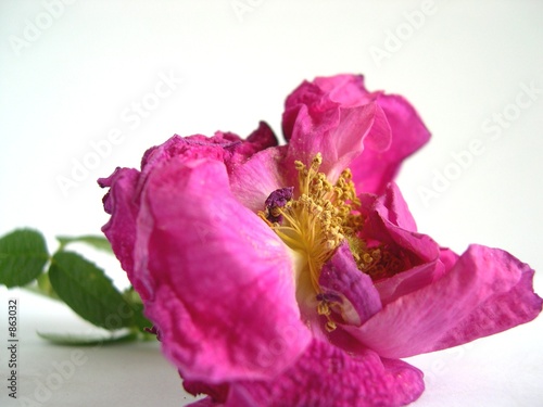 rose sechée rose sechée