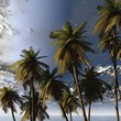 palms and sky