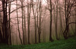 misty forest