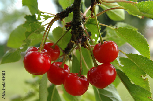 cerises