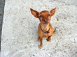 chien