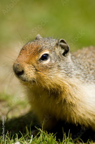 ground squirrel
