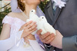 the newlyweds and dove
