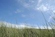 herbes hautes herbes hautes