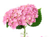 lacecap hydrangea lacecap hydrangea