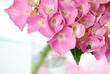 lacecap hydrangea
