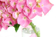 lacecap hydrangea