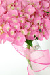 lacecap hydrangea