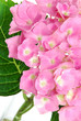 lacecap hydrangea