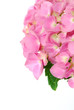 lacecap hydrangea