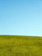 meadow
