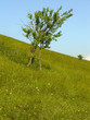 meadow and tree