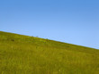 meadow