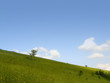 sunny landscape