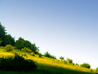 sunny day in nature sunny day in nature