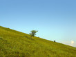 lonely tree