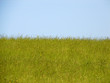 perfect meadow