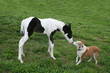 Photo: pals pals