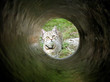 le chat curieux