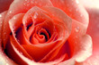 dewy rose
