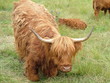 hochland rind / schottland / highlands hochland rind / schottland / highlands