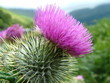distel / schottland / highlands