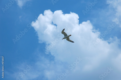 sea gull sea gull