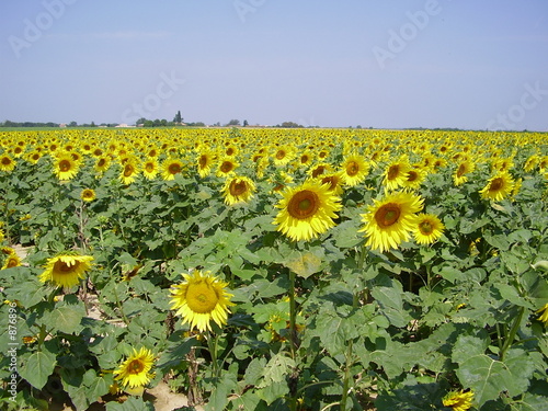 champ de tournesol