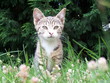 katze