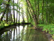 auenwald