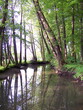 auenwald