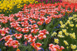 multicolored flower-bed of tulips and narcissi