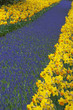 multicolored flower-bed of narcissi and hyacinths
