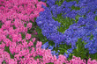flower-bed of pink and lilac hyacinths
