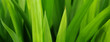 greener grass greener grass