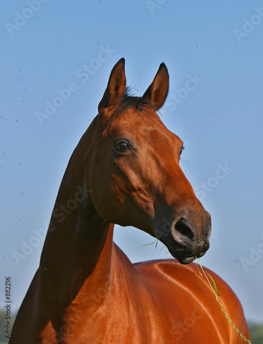 hengst